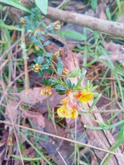 Pultenaea