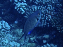 Chromis alpha
