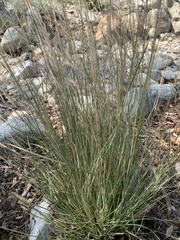 Aristida purpurea