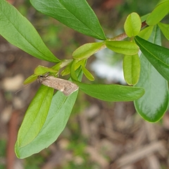 Leistomorpha brontoscopa