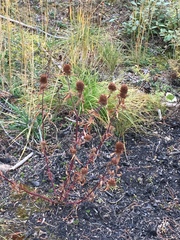 Dracocephalum parviflorum