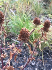Dracocephalum parviflorum