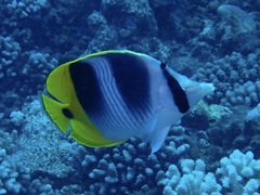 Chaetodon ulietensis