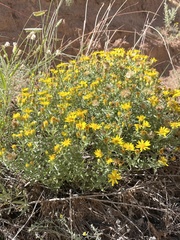 Heterotheca zionensis