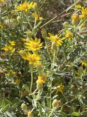 Heterotheca zionensis