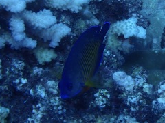 Centropyge bispinosa