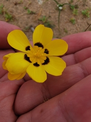Sisyrinchium graminifolium