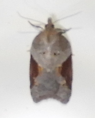 Acleris macdunnoughi