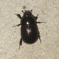 Dyscinetus morator