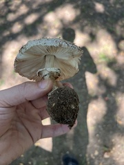 Chlorophyllum brunneum