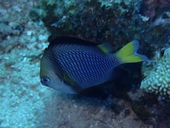 Dascyllus flavicaudus