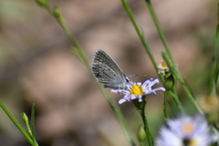 Hemiargus ceraunus astenidas
