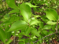 Ulmus
