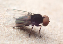 Platypezidae