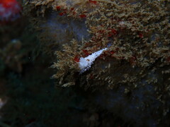 Aegires albopunctatus