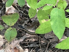 Thamnophis saurita septentrionalis