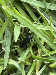 Prosapia ignifera