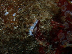 Coryphella trilineata
