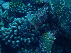 Eretmochelys imbricata