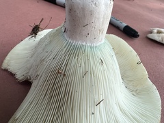 Russula brevipes acrior