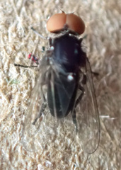 Platypezidae