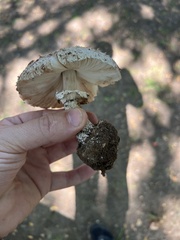 Chlorophyllum brunneum