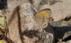 Pharneuptychia phares