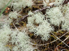 Cladonia arbuscula mitis