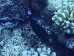 Melichthys vidua