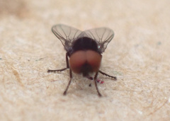 Platypezidae
