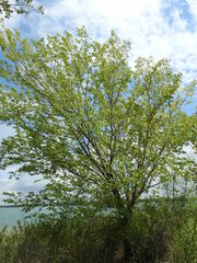 Ulmus