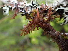 Frullania nisquallensis