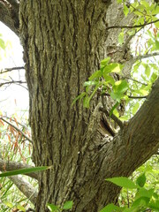 Ulmus