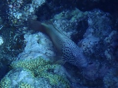 Paracirrhites forsteri