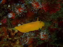 Baptodoris mimetica