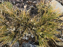 Carex filifolia