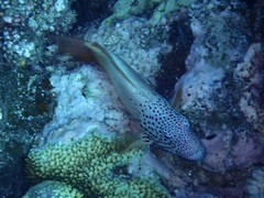 Paracirrhites forsteri