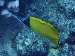 Forcipiger flavissimus