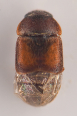 Colopterus truncatus