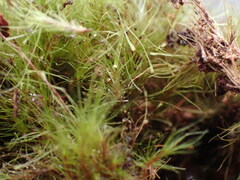 Dicranodontium denudatum