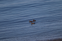 Histrionicus histrionicus