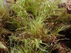 Dicranodontium denudatum