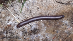 Narceus americanus