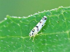 Eupteryx atropunctata