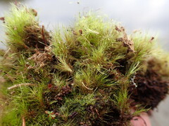 Dicranodontium denudatum