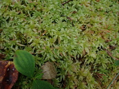 Sphagnum palustre