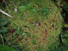 Sphagnum palustre