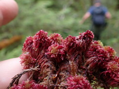 Sphagnum capillifolium