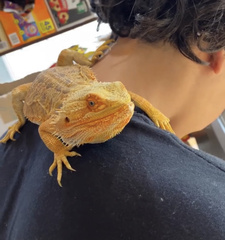 Pogona