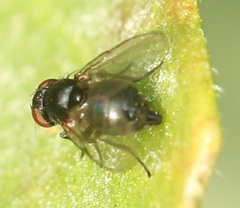 Agromyzinae